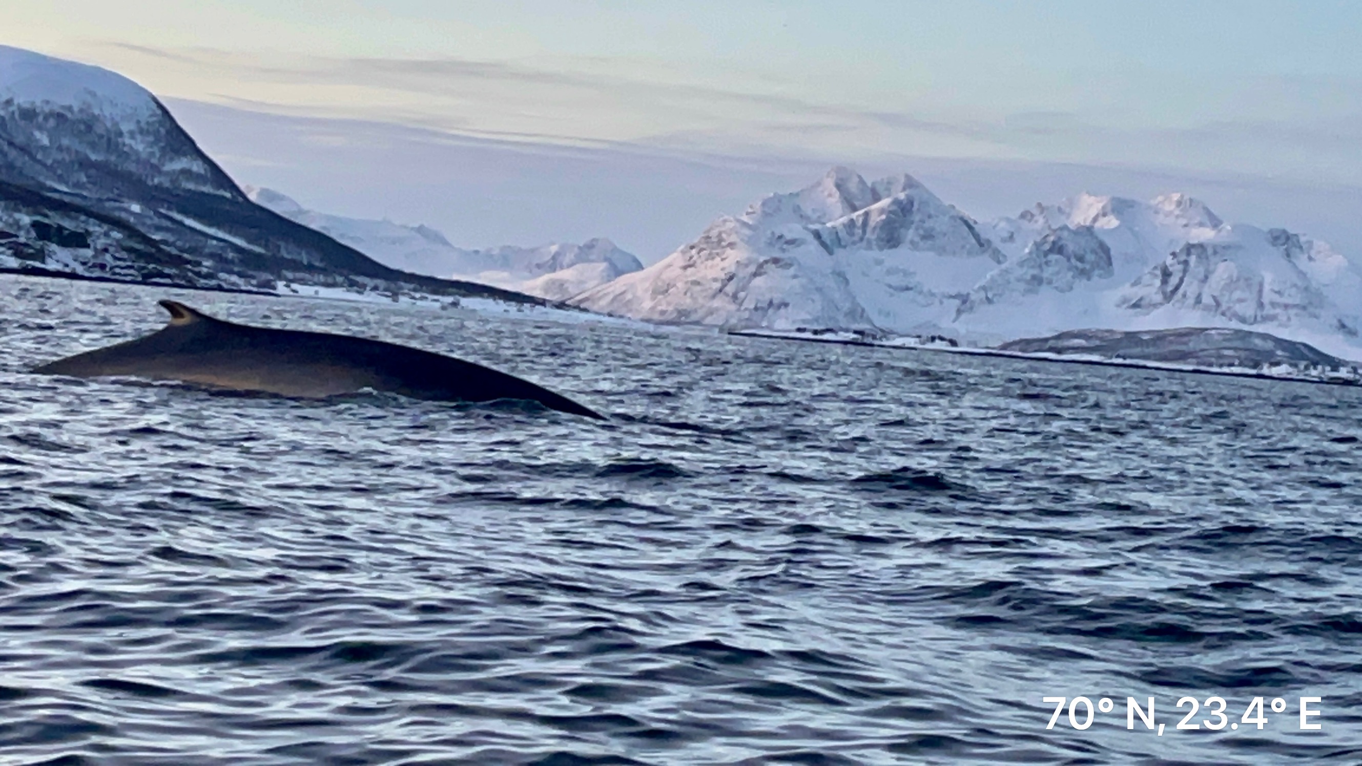 Fin whale in Arctic Circle, Jøkelfjord, Norway (29.12.2023)