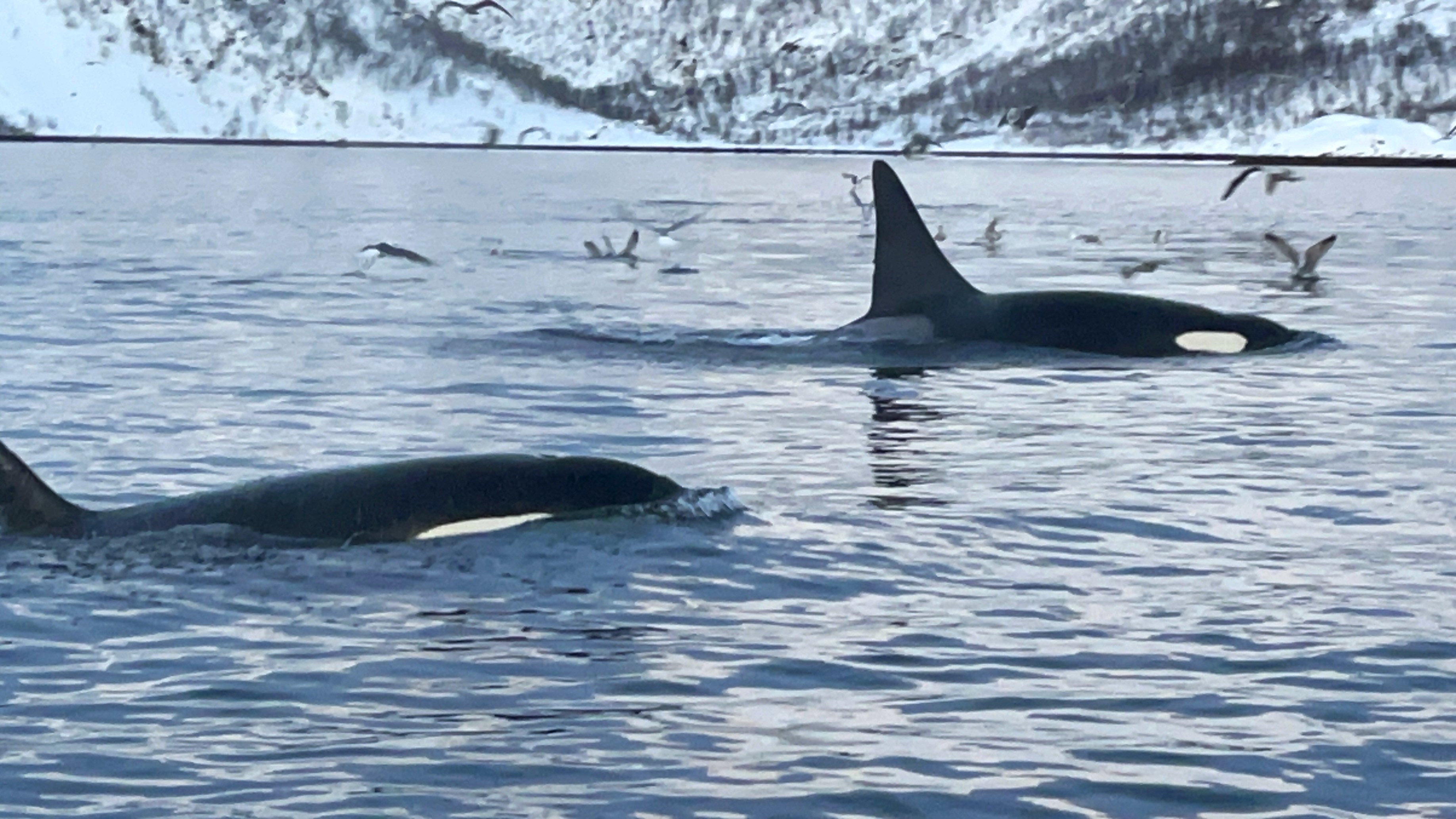 Orca in Arctic Circle, Jøkelfjord, Norway (29.12.2023)